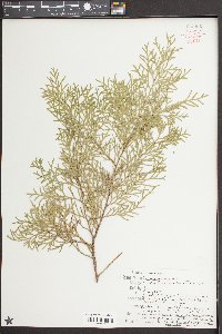 Chamaecyparis thyoides var. henryae image