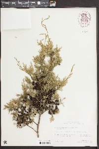 Chamaecyparis thyoides image