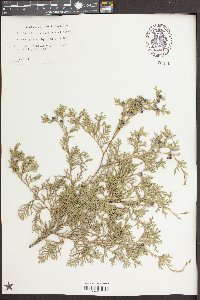 Chamaecyparis thyoides image