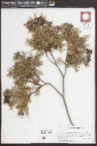 Chamaecyparis thyoides image