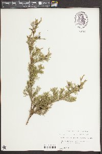 Chamaecyparis thyoides image