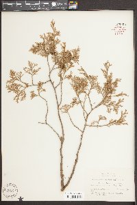 Chamaecyparis thyoides image