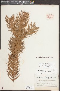 Cunninghamia lanceolata image