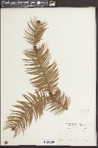 Cunninghamia lanceolata image