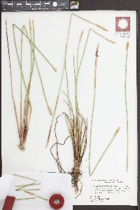 Eleocharis quadrangulata image