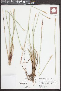 Eleocharis quadrangulata image