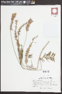 Onobrychis viciifolia image