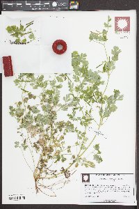 Corydalis flavula image