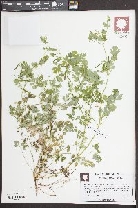 Corydalis flavula image