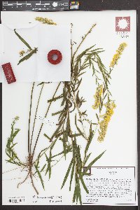 Solidago leavenworthii image