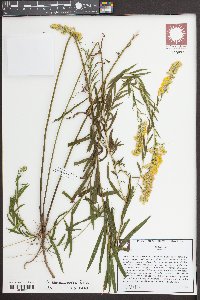 Solidago leavenworthii image