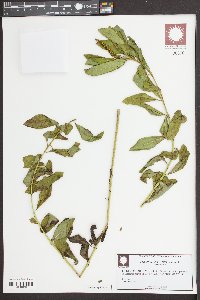 Stillingia sylvatica image