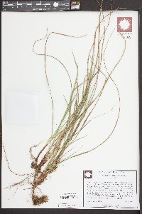 Carex floridana image