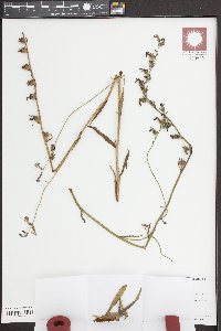 Lobelia glandulosa image