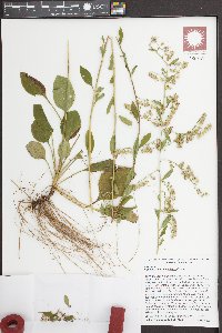 Solidago brachyphylla image