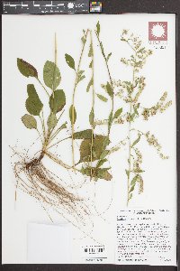 Solidago brachyphylla image