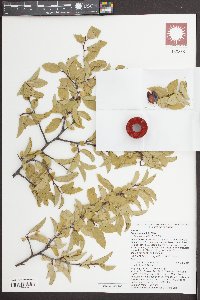 Prunus umbellata image