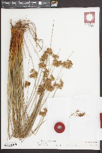 Juncus laccatus image