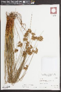 Juncus laccatus image