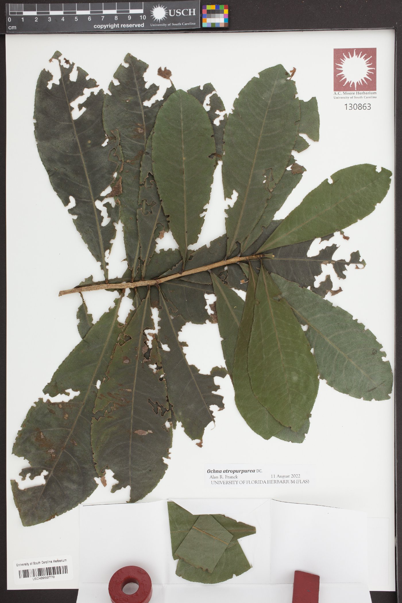 Ochna atropurpurea image