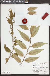 Leucothoe fontanesiana image