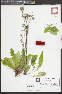 Youngia japonica image