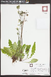 Youngia japonica image