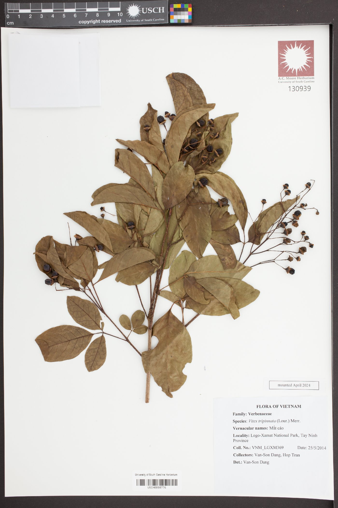 Vitex tripinnata image