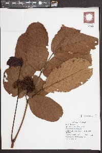 Leea indica image