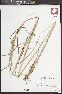 Paspalum urvillei image