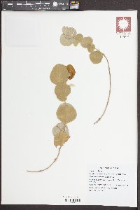 Desmodium styracifolium image