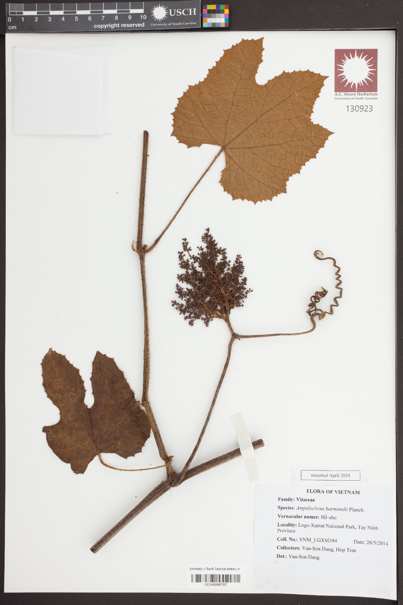 Ampelocissus harmandii image