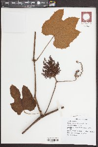 Media resource of Ampelocissus harmandii