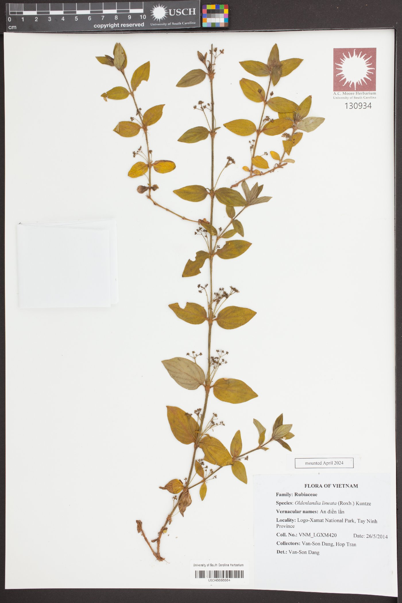 Exallage ulmifolia image