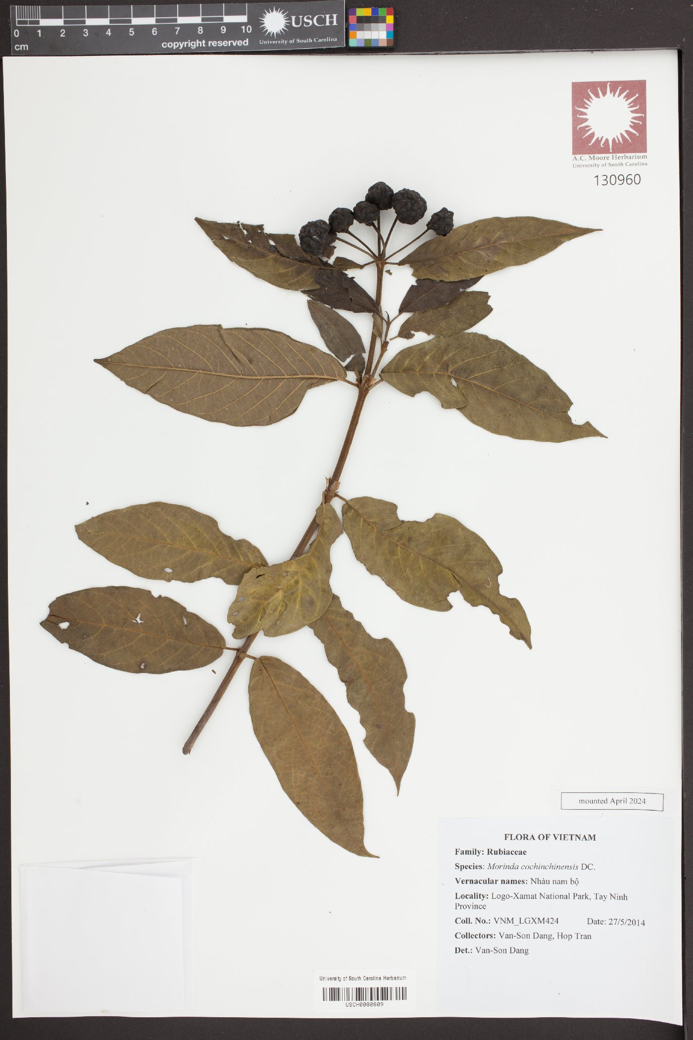 Gynochthodes cochinchinensis image