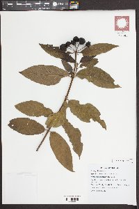 Media resource of Gynochthodes cochinchinensis