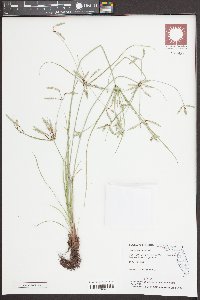 Cyperus compressus image