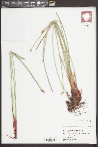 Eleocharis montana image