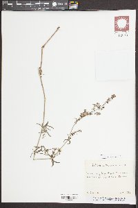 Galium verum image