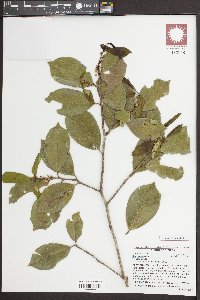 Ilex opaca var. opaca image