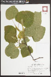 Tilia × europaea image