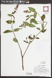 Stachys tenuifolia image