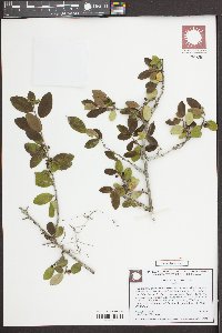 Ilex vomitoria image