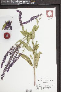 Salvia x sylvestris image