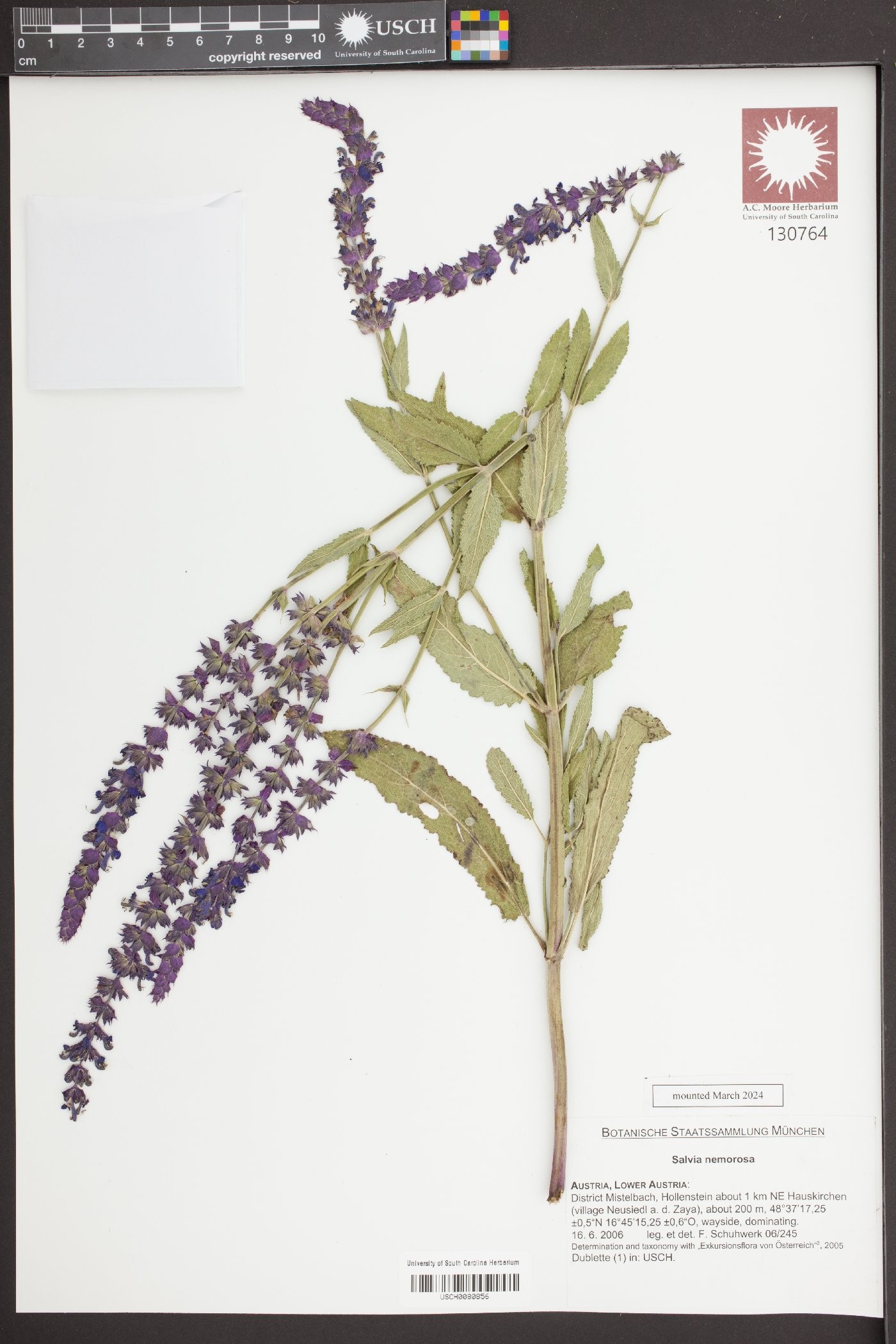 Salvia x sylvestris image