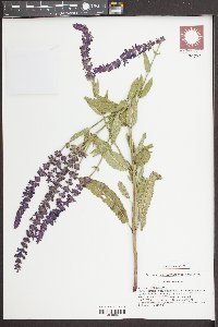 Salvia x sylvestris image