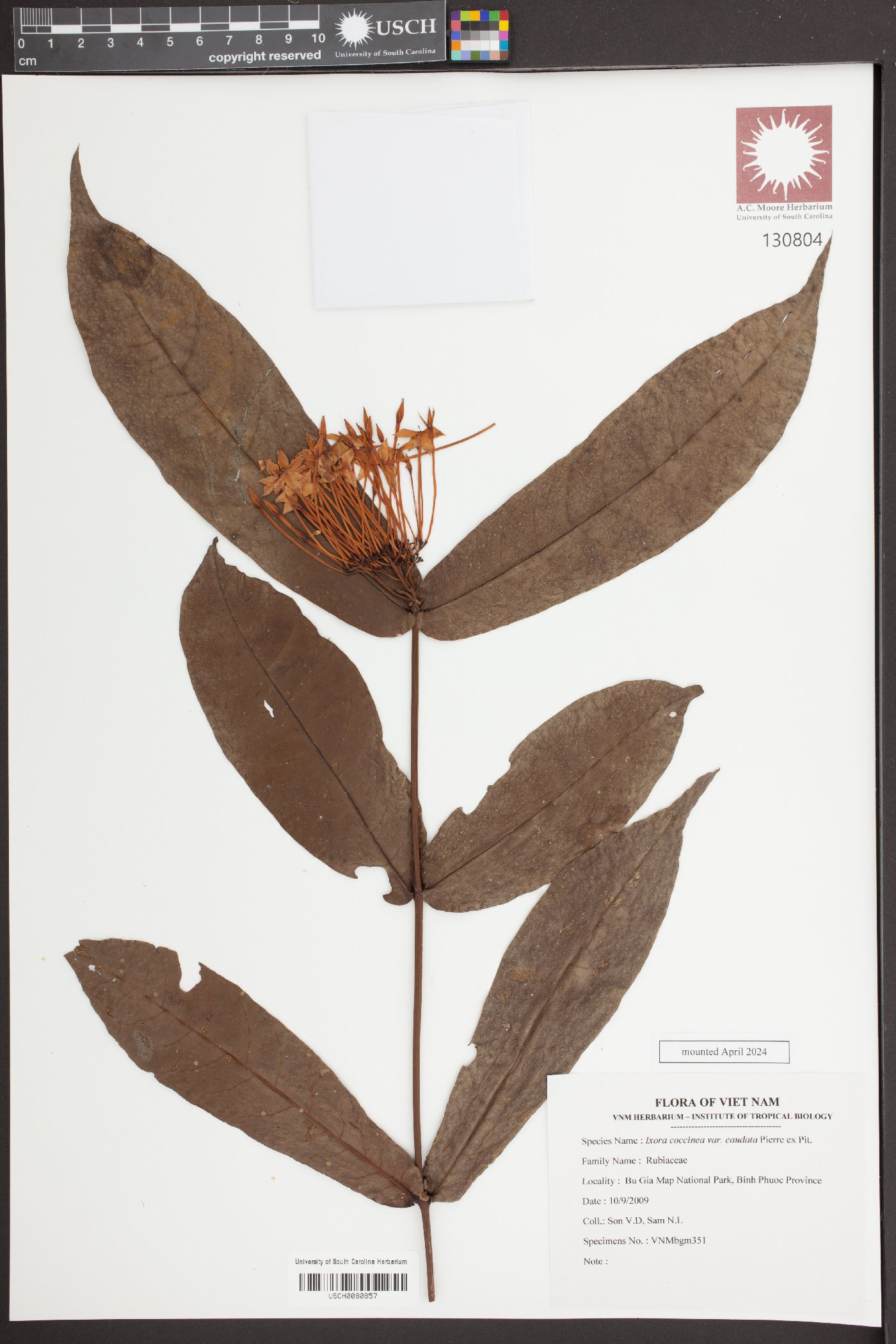 Ixora coccinea var. caudata image