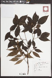 Psychotria asiatica image