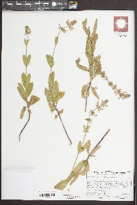 Stachys ajugoides image