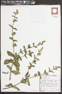 Mentha suaveolens image